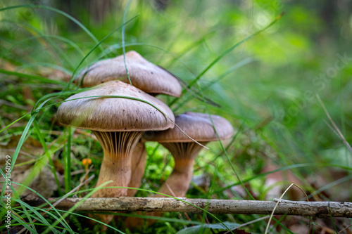 Poisonous mushroom growing in the forest. Inedible mushrooms growing in Central Europe. photo