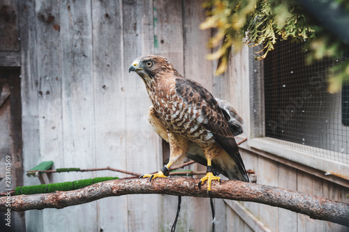 bird of prey