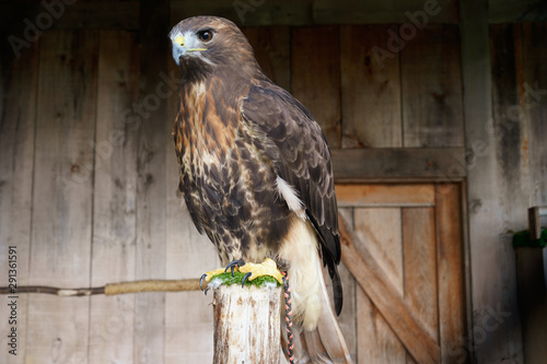 bird of prey