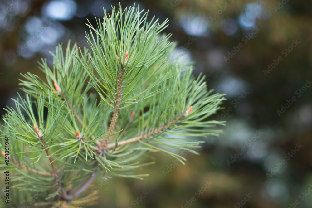 Close-up photo of a young branch of green pine. Blurred pine needles in the background. Spring in the forest. Close-up photo of a young branch of green pine. Blurred pine needles in the background. Spring in the forest.