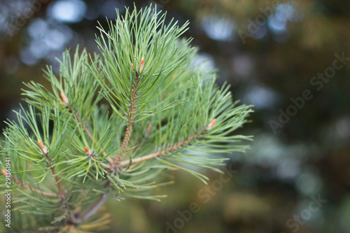 Close-up photo of a young branch of green pine. Blurred pine needles in the background. Spring in the forest.