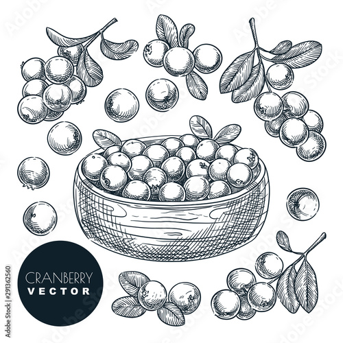 Cranberry berries hand drawn sketch vector illustration. Cowberry harvest in bowl