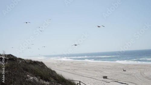 Beach view from the top of a dune with vegetation and seagulls passing by.