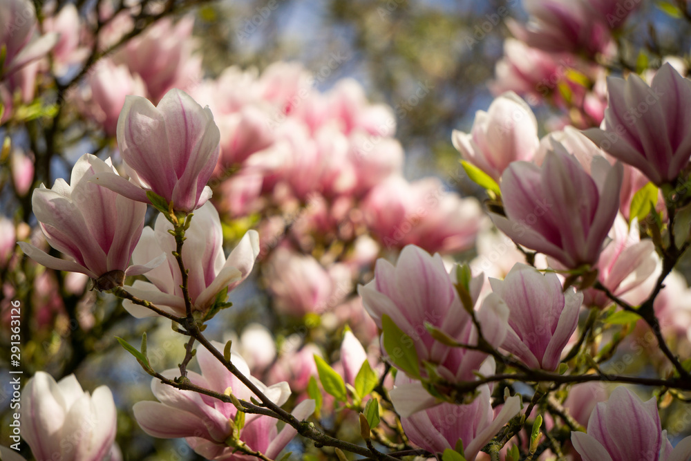 Obraz premium Magnolia_2