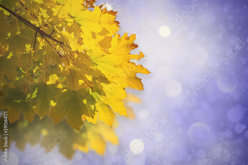 Tree leaves in autumn. Autumn nature landscape background.  Banner background with copy space  toned and blurred