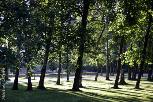 shadows of trees in the park © Iveta