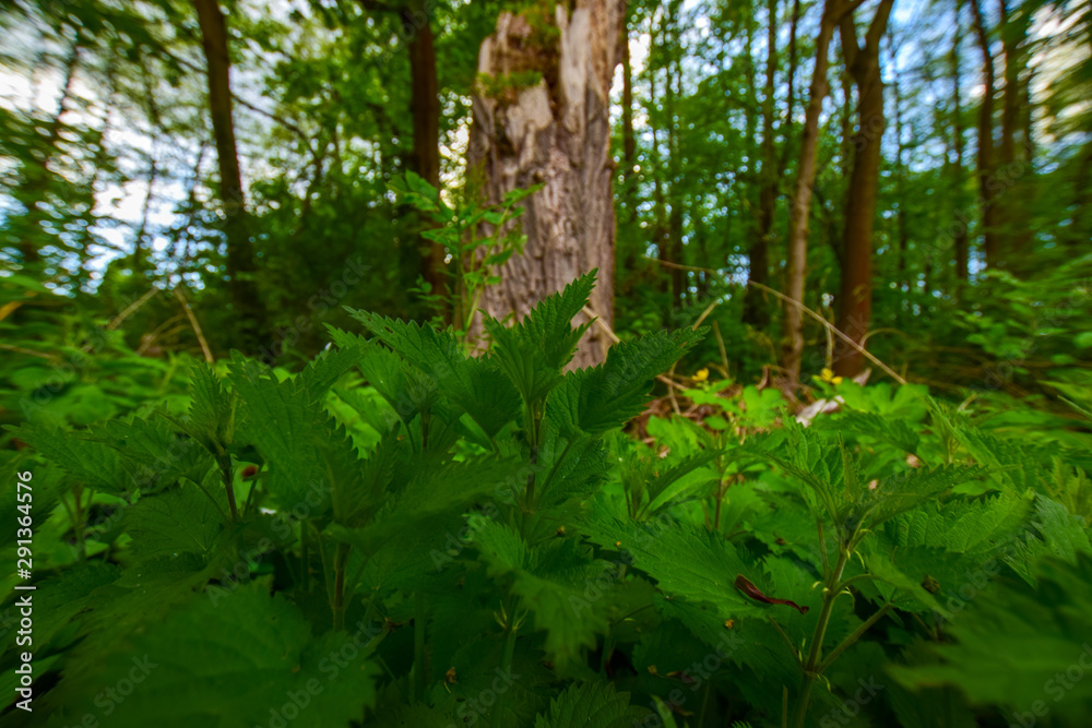 Obraz premium trees in the forest