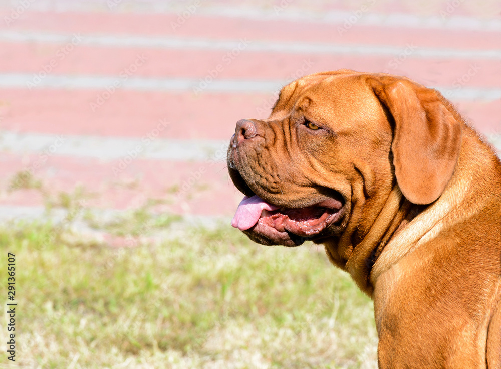 The Dogue de Bordeaux is in the city park. The Dogue de Bordeaux is in the city park.