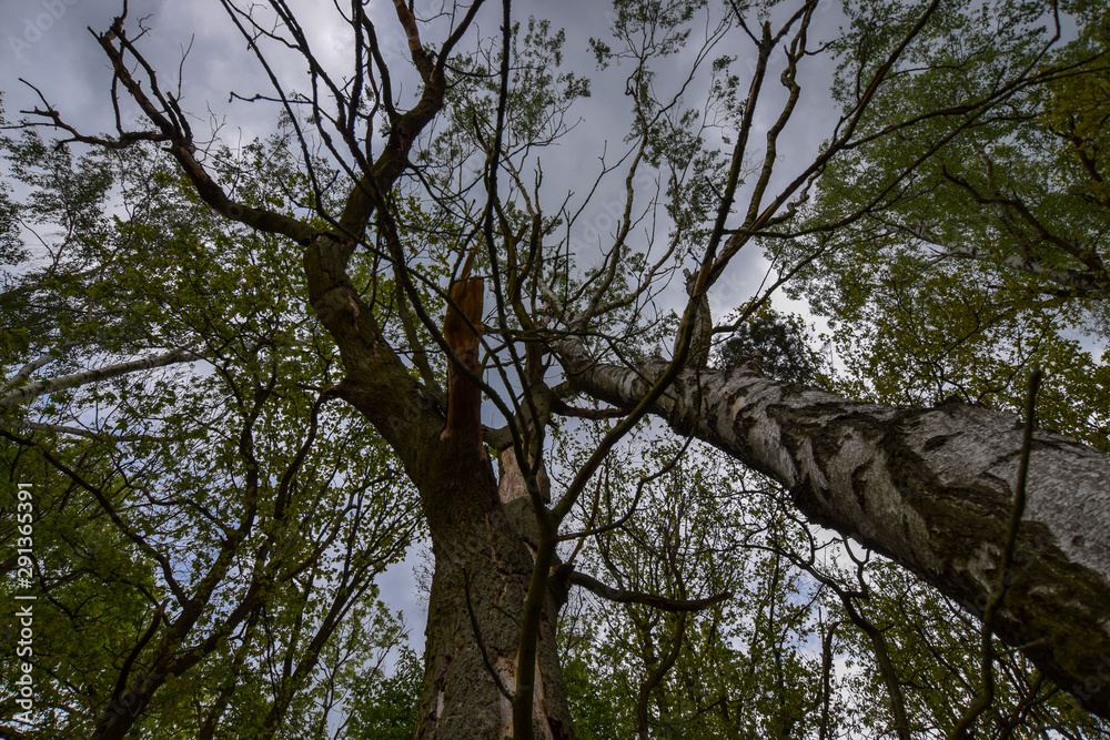 Obraz premium tree and sky