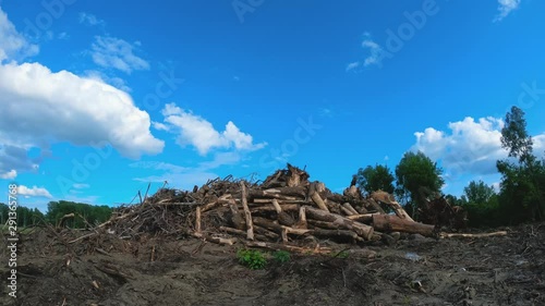 Landfill of felled trees. Logs lie at a construction site. Deforestation dead forest wasteland cut tree trunks all over place laying on dead ground sad view of destroyed nature ecology habitat destruc photo