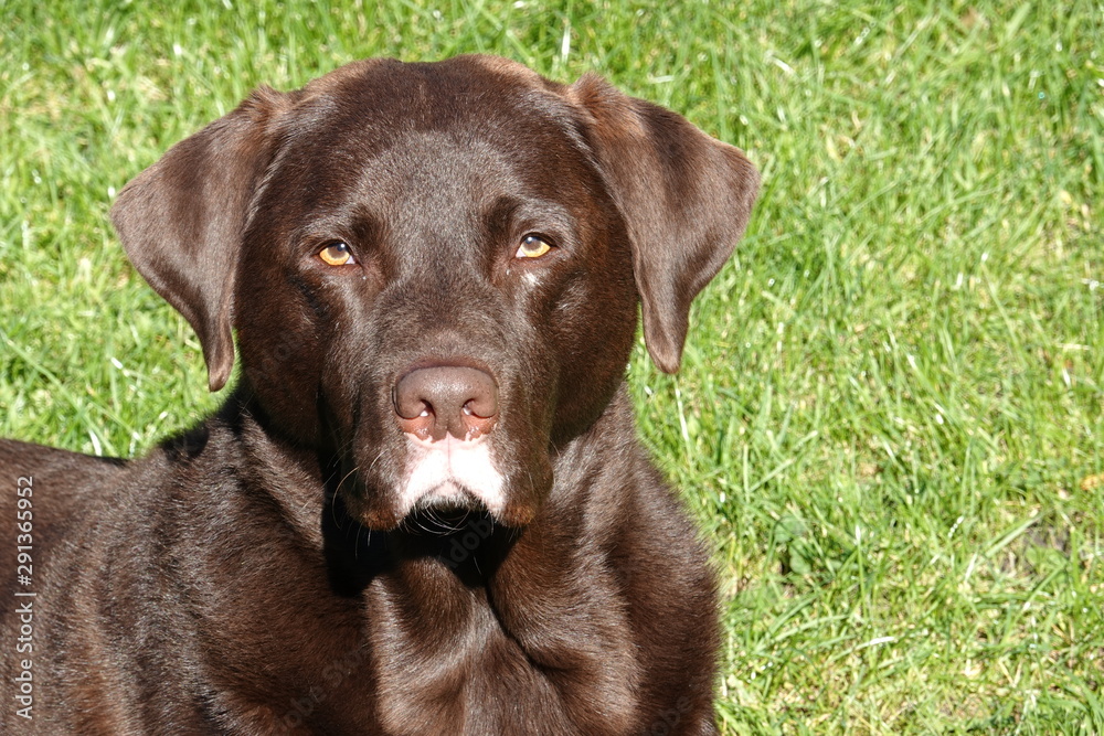 Fototapeta premium Brauner Labrador Rüde