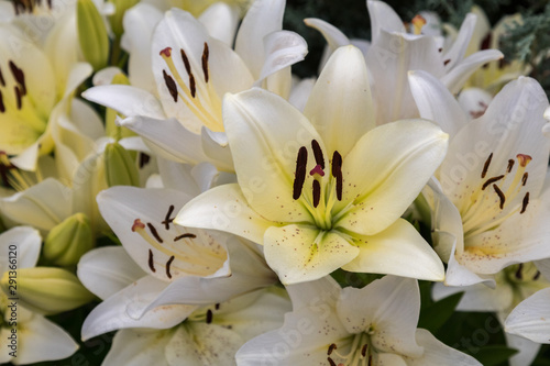 bunches of lilies