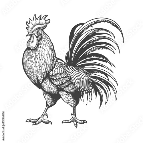 Foto Engraved vintage rooster
