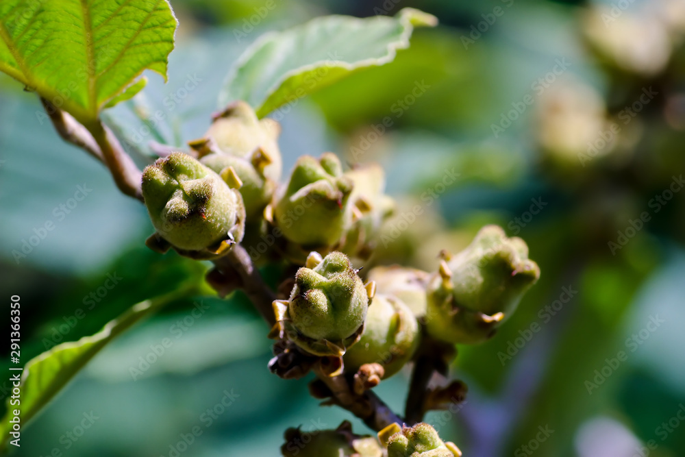 Fototapeta premium Fruits of Chinese Witch Hazel, Hamamelis mollis