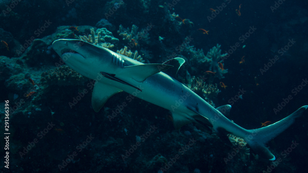 Naklejka premium Hai im Korallenriff beim Tauchen in Ägypten