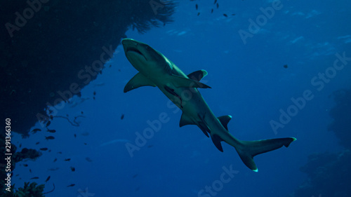Hai beim Tauchen in Ägypten vor blauem Hintergrund © Heiko der Urlauber