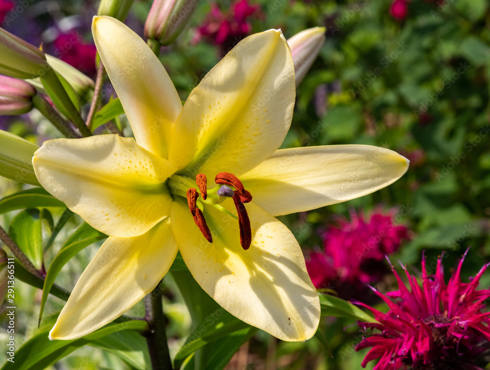 lily and shadows lily and shadows