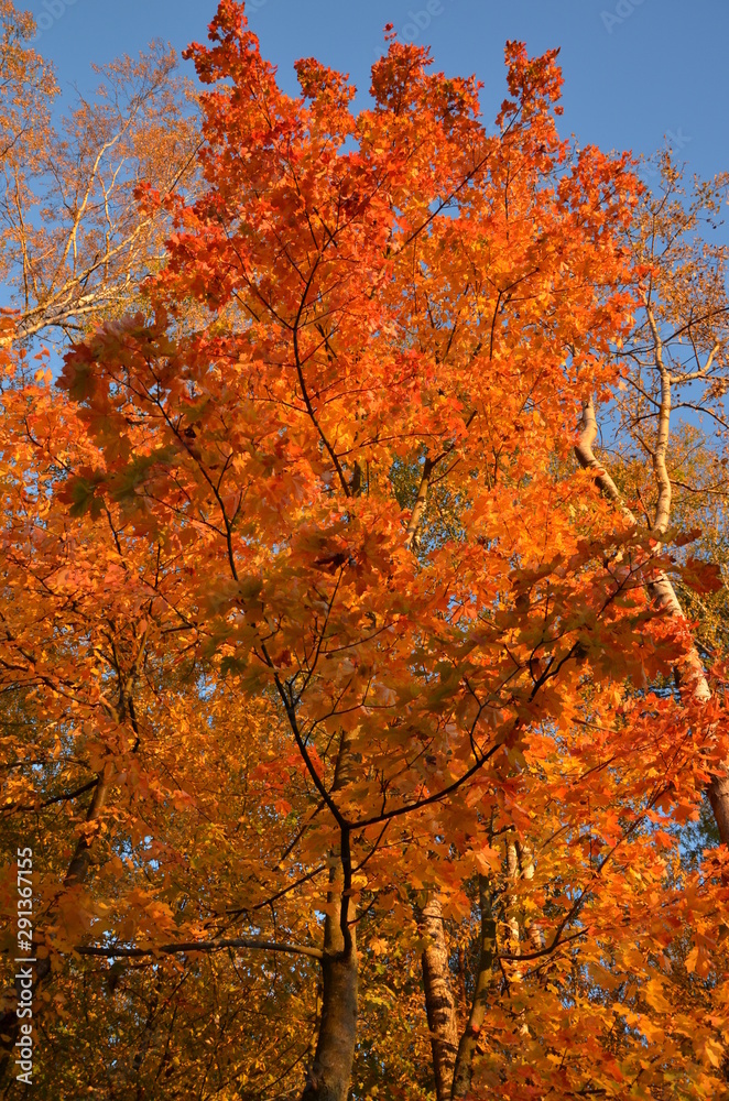 trees with bright autumn leaves against the blue sky