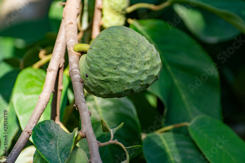 Plantations of cherimoya custard apple fruits in Granada-Malaga Tropical Coast region, Andalusia, Spain, green cherimoya growing on tree