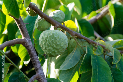 Plantations of cherimoya custard apple fruits in Granada-Malaga Tropical Coast region, Andalusia, Spain, green cherimoya growing on tree photo