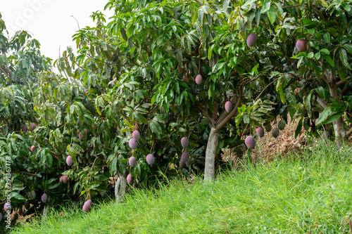 Cultivation of exotic sweet fruit mango in subtropical Malaga-Granada tropical coast region, Andalusia, Spain, plantations of mango trees