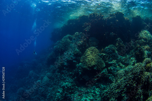 Taucher im Blauwasser neben massivem Korallenriff in Ägypten