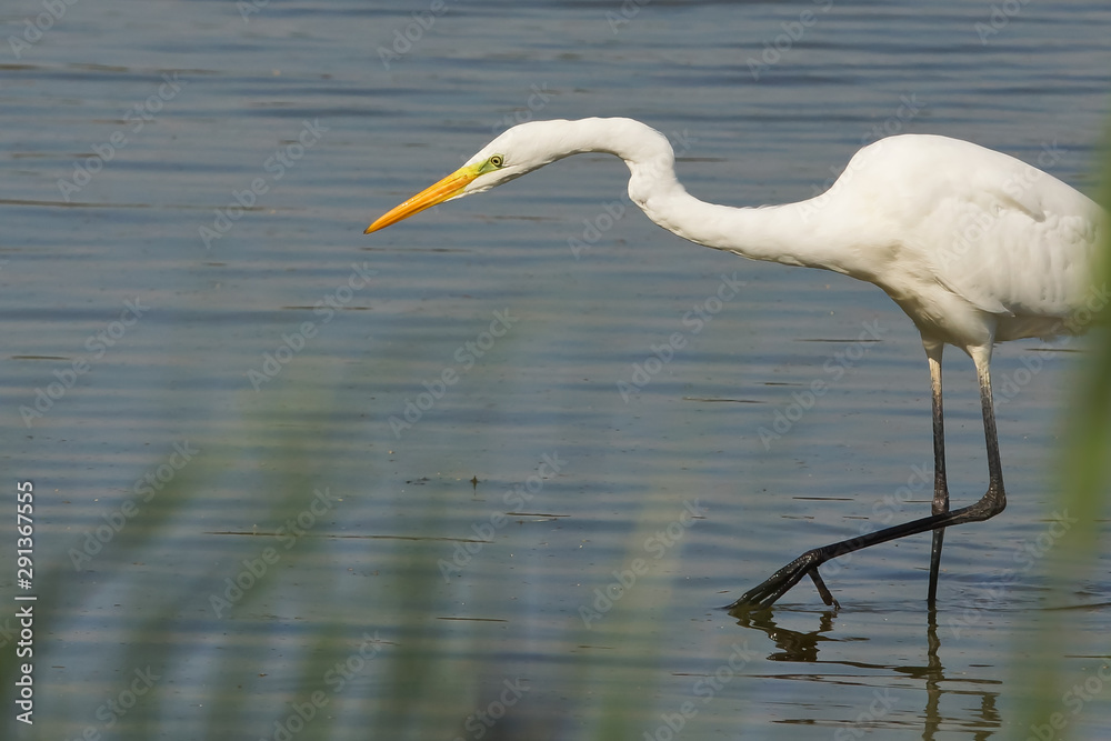 Naklejka premium Great Egret fishing