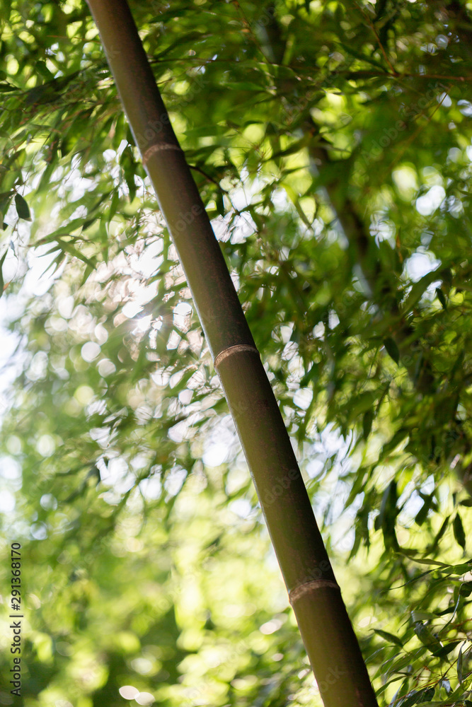 Fototapeta premium foret de bambous