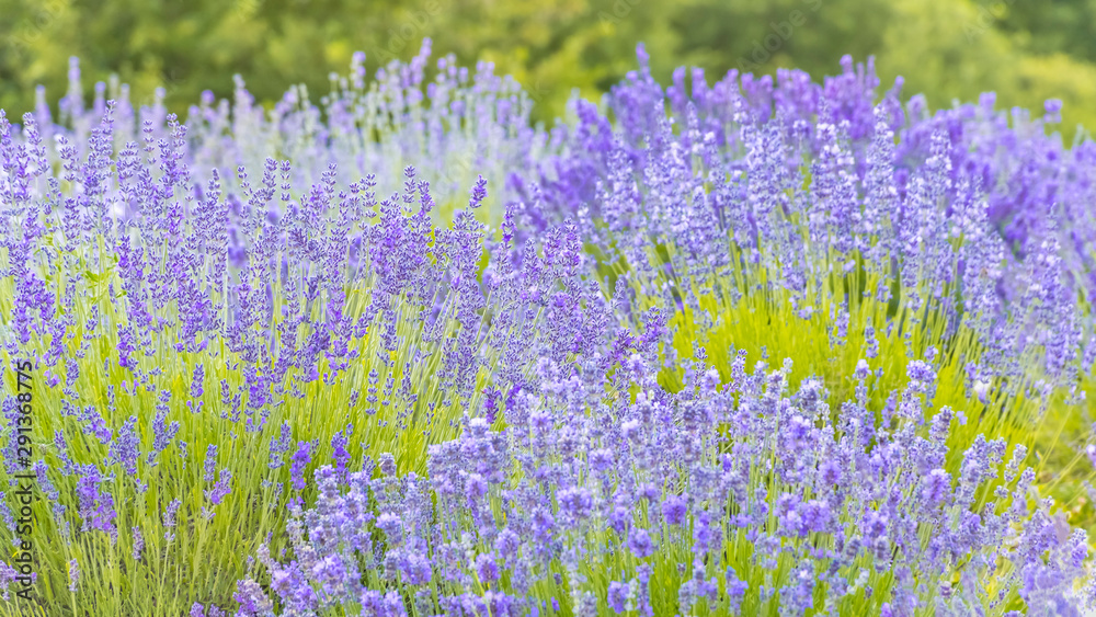 Obraz premium Lavender Flowers at the Plantation Field, Lavandula Angustifolia