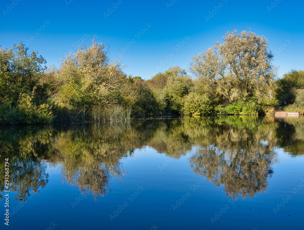 forest and its reflection on a pond forest and its reflection on a pond