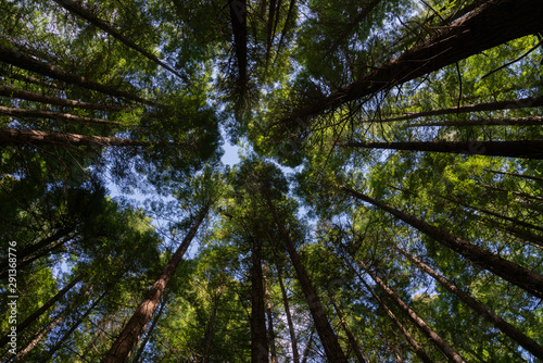 Converging sequoia trees in Whakarewarewa Redwood Forest © Brian Scantlebury