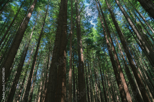 Whakarewarewa Redwood Forest