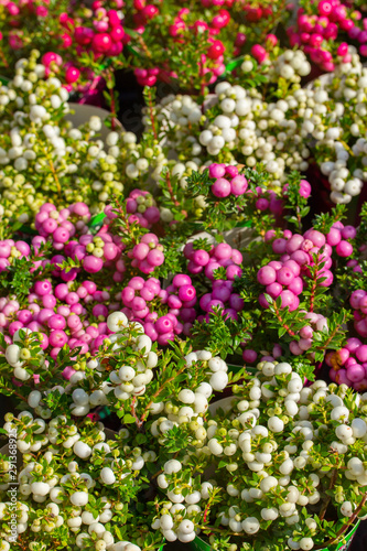 Pernettya ripened autumn fruits. Berries of a white pink potted plant Pernettya Gaultheria, top view background vertical photo