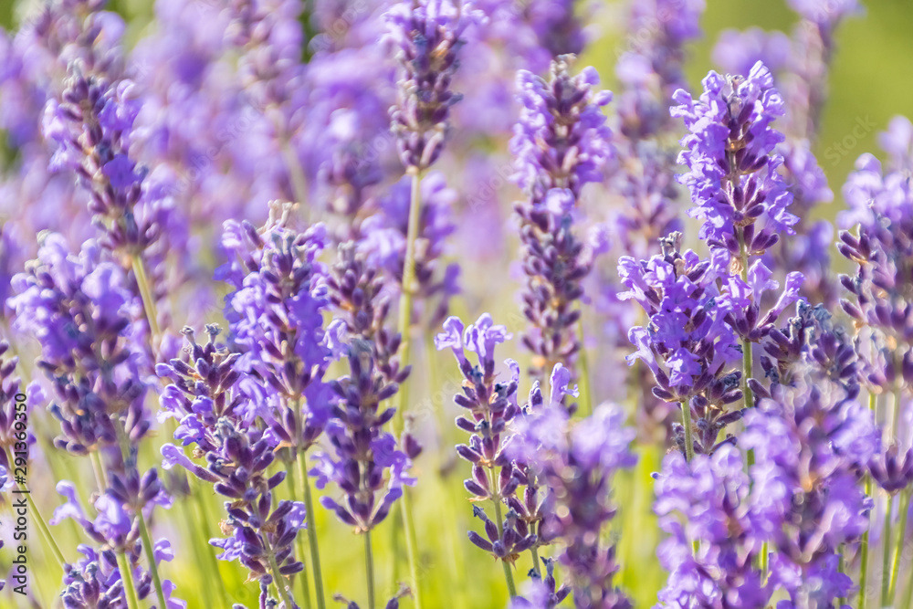 Obraz premium Lavender Flowers at the Plantation Field, Lavandula Angustifolia