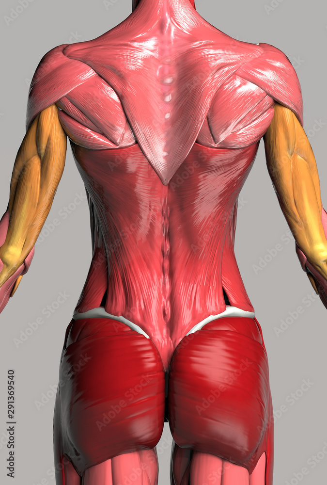 Upper body back muscles of female body 3d render Stock