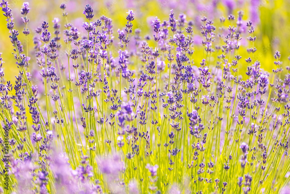 Lavender Flowers at the Plantation Field, Lavandula Angustifolia