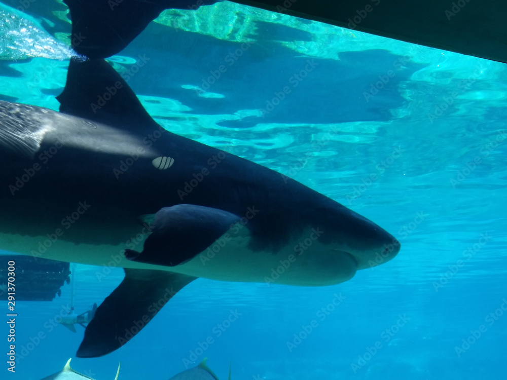 Obraz premium great white shark