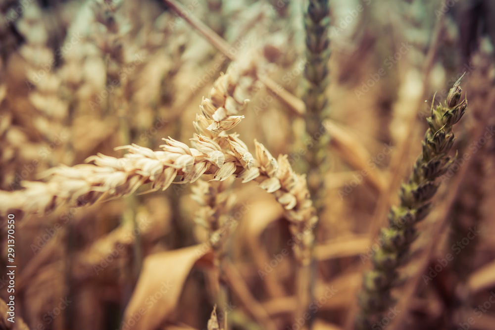 ears of wheat ears of wheat