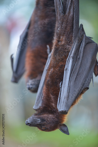 Fruit Bat Pteropus vampyrus or Large Flying Fox