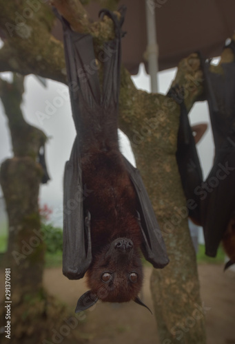 Fruit Bat Pteropus vampyrus or Large Flying Fox