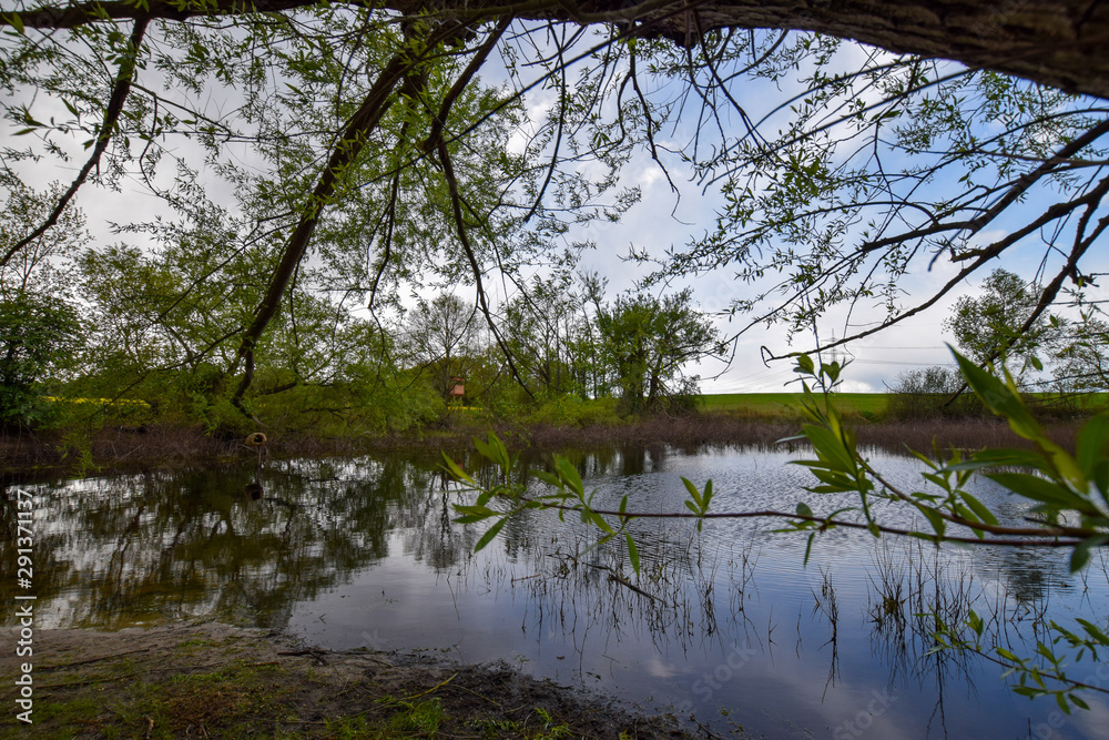 lake in forest