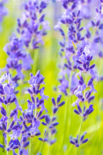 Lavender Flowers at the Plantation Field  Lavandula Angustifolia