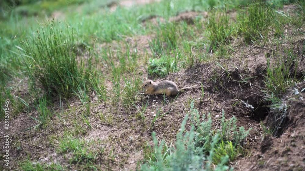 Small ground squirrel gopher looking for grass to eat, establishing shot, slow motion Small ground squirrel gopher looking for grass to eat, establishing shot, slow motion