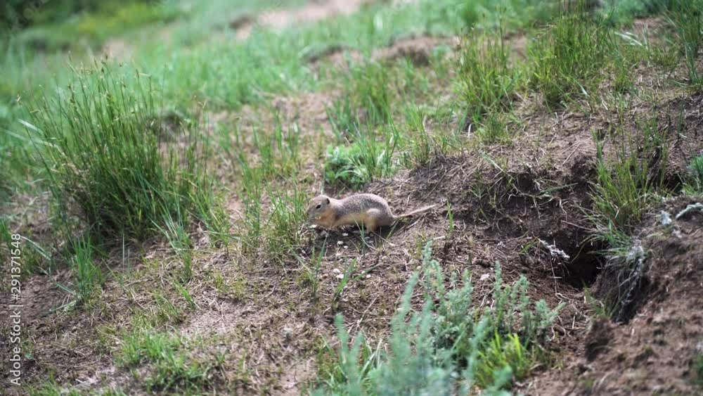 Establishing shot of Gopher looking for and eating grass, handheld slow motion 120FPS Establishing shot of Gopher looking for and eating grass, handheld slow motion 120FPS