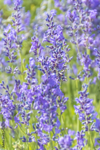 Lavender Flowers at the Plantation Field  Lavandula Angustifolia