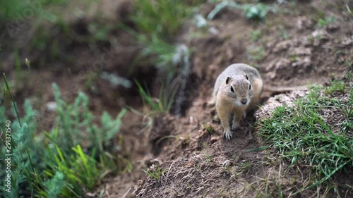 Small gopher looking at camera, sniffing ground area, handheld slomo photo