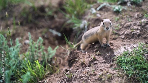 Handheld footage of gopher out of focus coming into focus while camera follows, slowmo photo