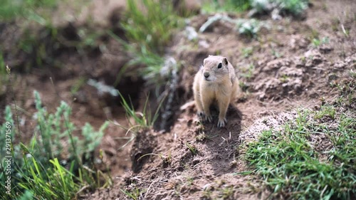 Jittery Gopher looking at camera looking nervous then runs away, handheld photo