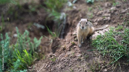 Cute gopher looking at camera, and searching around, follow realtime
 photo