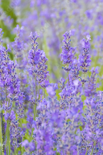 Lavender Flowers at the Plantation Field  Lavandula Angustifolia